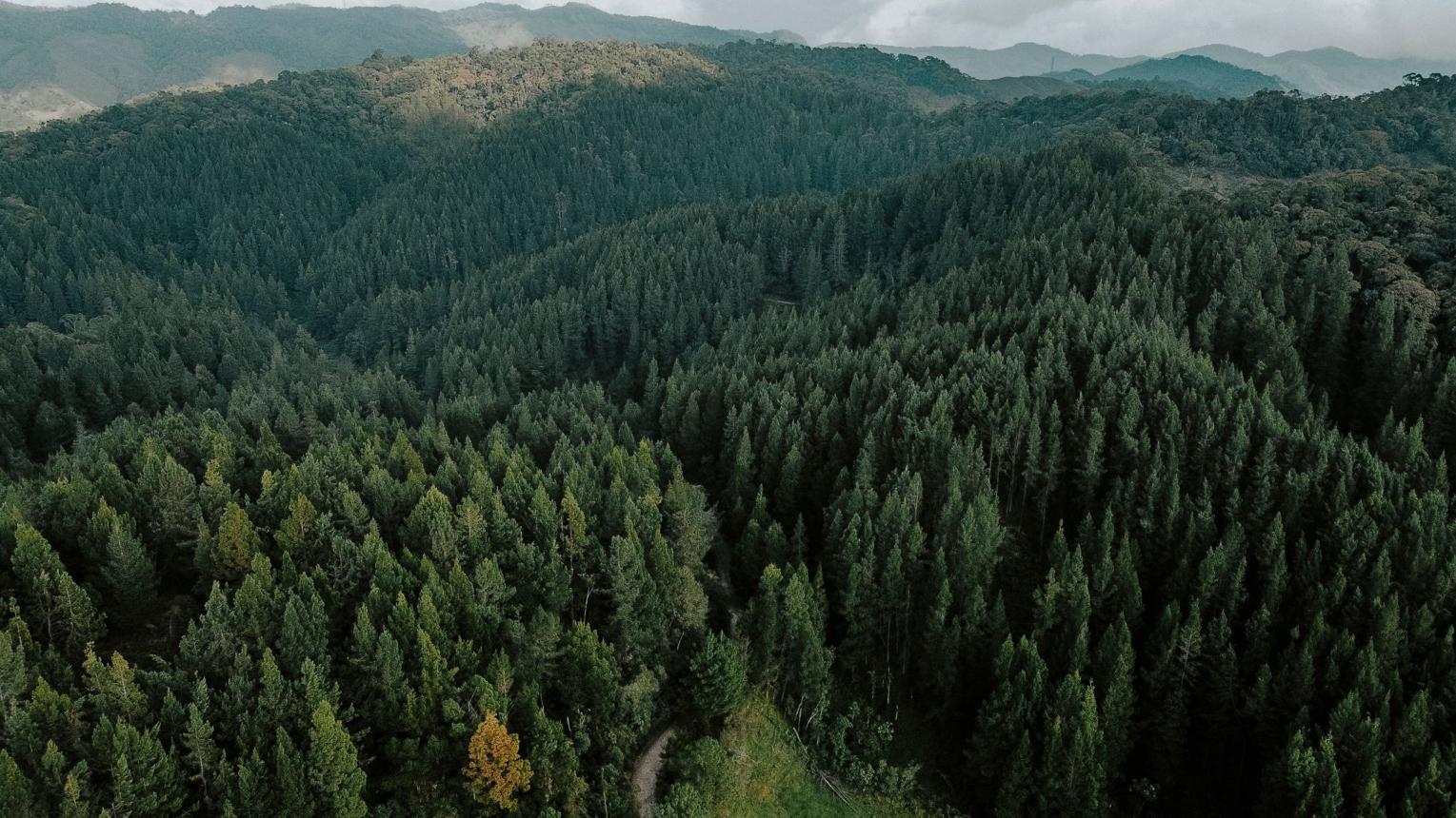 An Aerial View of a Pine Forest